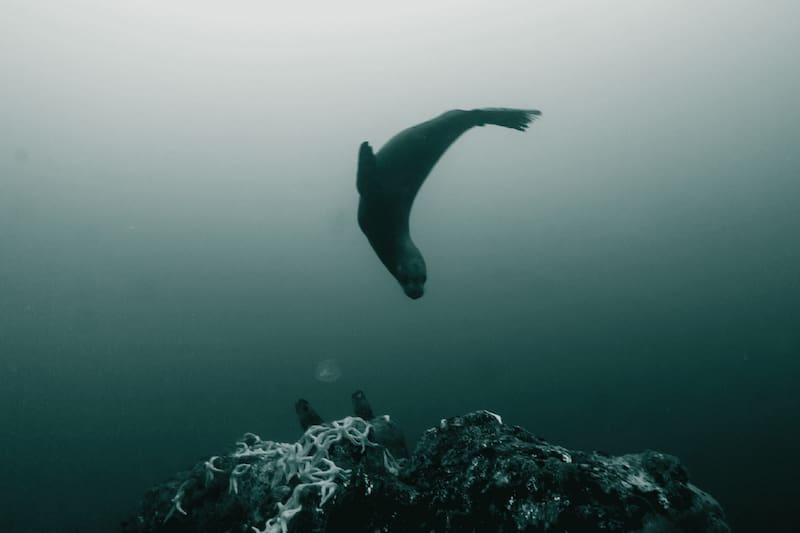 El recorrido presenta además sonido directo capturado en el mar.