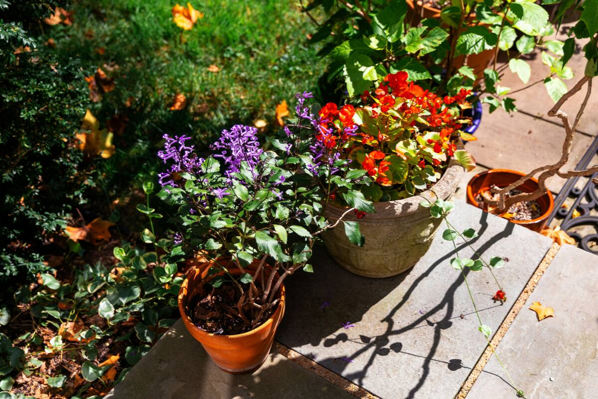 Con esta receta tus plantas se mantendrán frescas e hidratadas. Créditos: Unsplash.