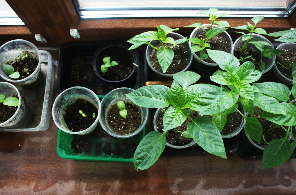 Con este fertilizante casero y mágico tus plantas volverán a la vida en solo semanas