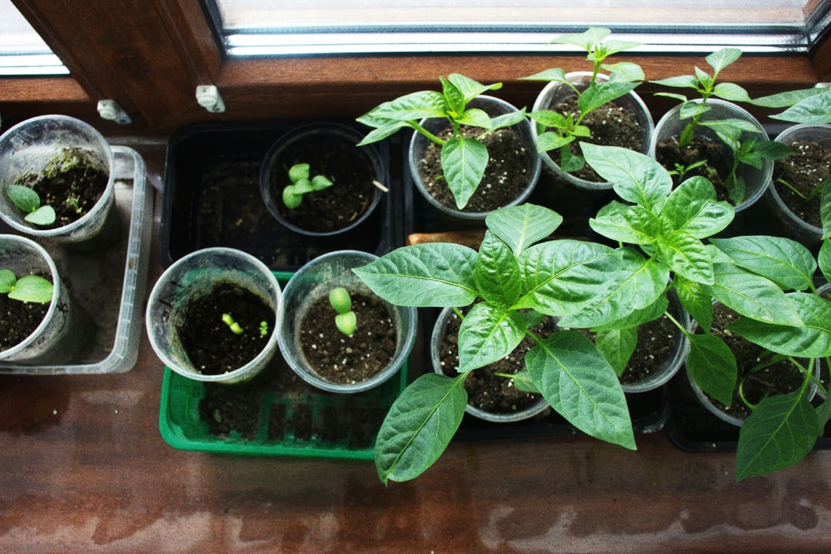 Los expertos entregaron la receta secreta para que tus plantas vuelvan a la vida y se mantengan saludables. Créditos: Unsplash.