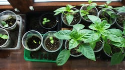 Con este fertilizante casero mágico tus plantas volverán a la vida en solo semanas