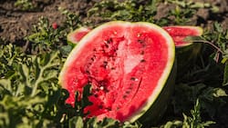 Festival de la Sandía de Paine 2026: Fechas, artistas confirmados y valor de las entradas para la fiesta del verano en la RM