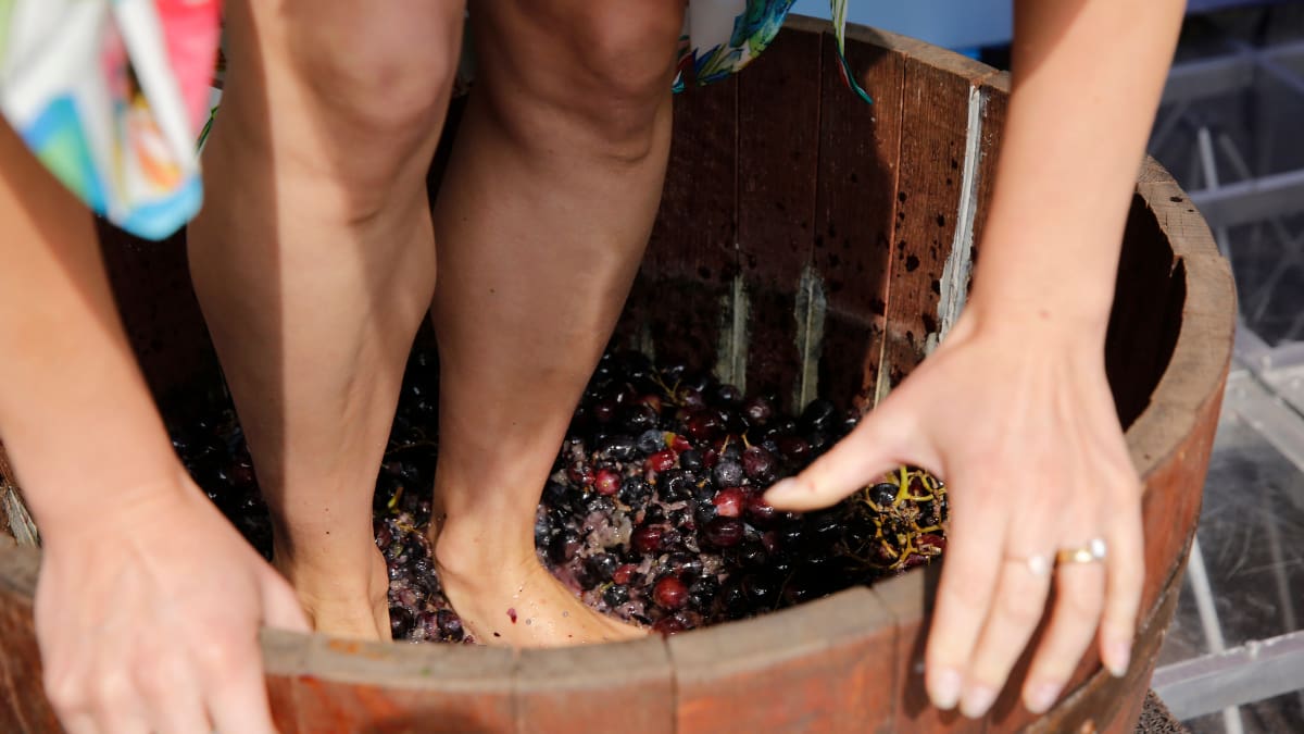 Fiesta de la Vendimia de Curicó 2025: fecha del evento, programación y salida del Tren del Recuerdo