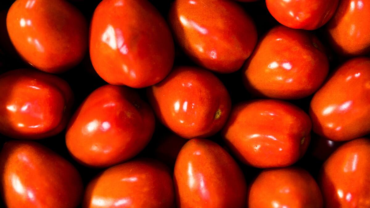 Tren del Recuerdo alista viaje a la Fiesta del Tomate Limachino este fin de semana