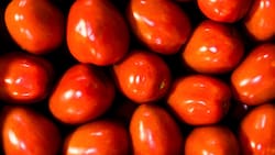 Tren del Recuerdo alista viaje a la Fiesta del Tomate Limachino este fin de semana