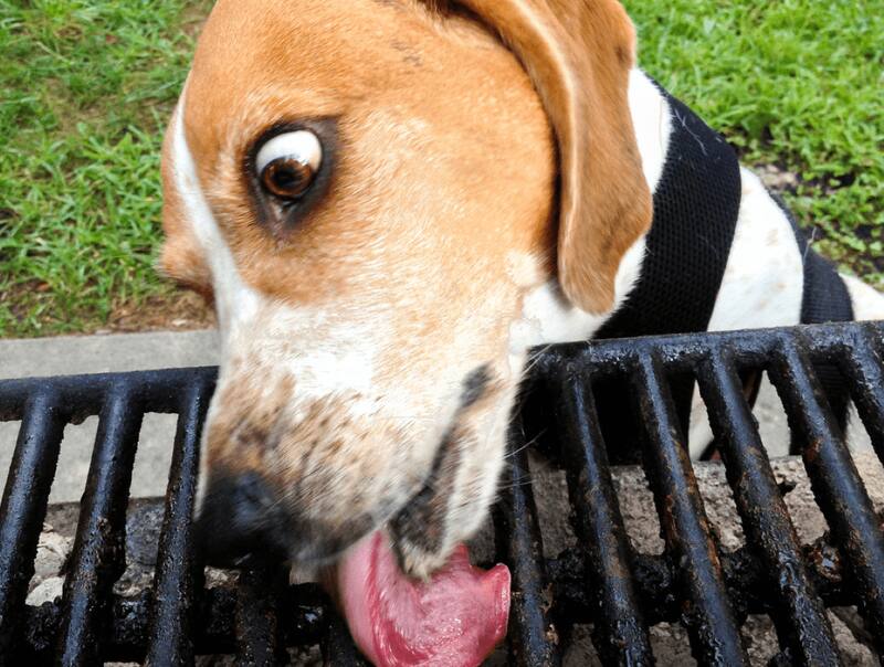 Conoce qué no le debes dar a tu mascota durante estos días.