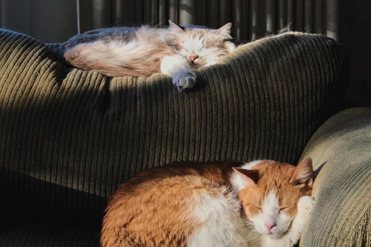 Consejos para viajar con tu mascota y no sufrir en el intento.