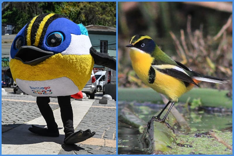 Fiu, la estrela de los Panamericanos Santiago 2023