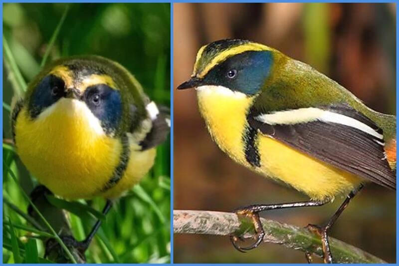 Revisa el otro nombre que iba a tener Fiu y quién es su creador