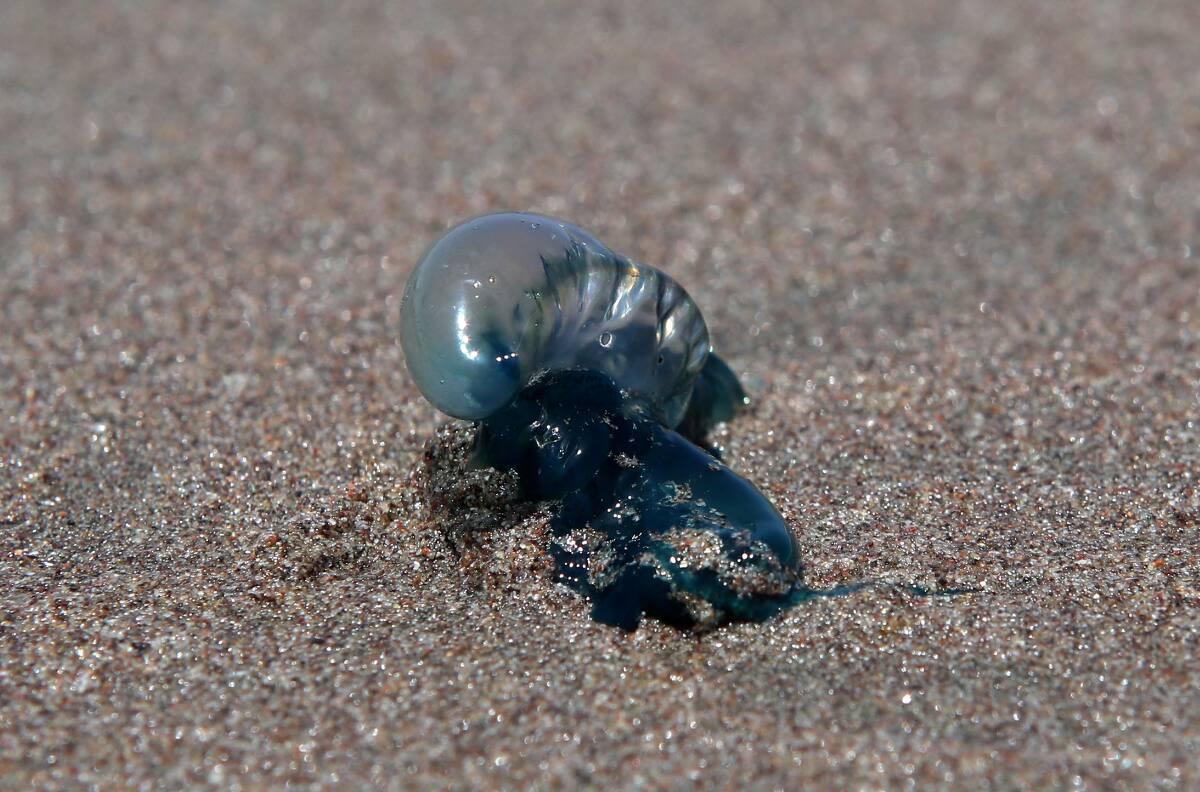Seremi de Salud retira alerta y prohibición de baño en la región de Valparaíso por presencia de fragata portuguesa