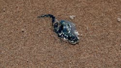 Fragata portuguesa: Estas son las 6 playas con prohibición de baño en Chile