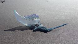 Fragata portuguesa: ¿Qué hacer ante una picadura de esta especie y qué síntomas genera?