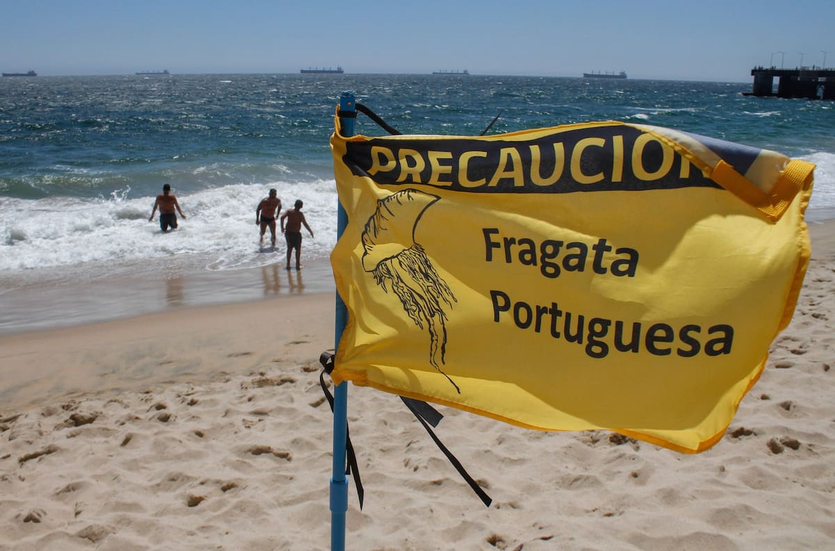 Por presencia de Fragata Portuguesa: 4 playas que fueron cerradas en El Tabo