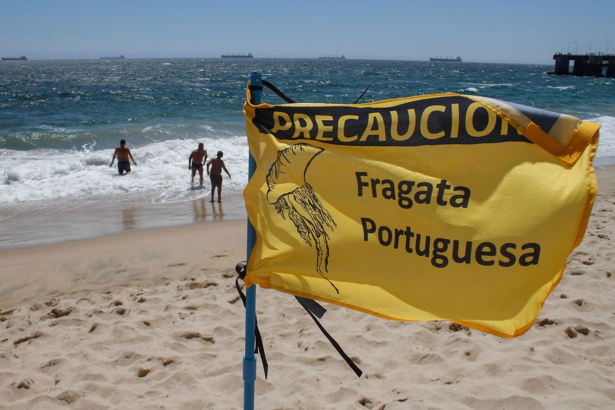 El Ministerio de Salud entregó una serie de recomendaciones ante la presencia de esta especie.
Créditos: Aton.