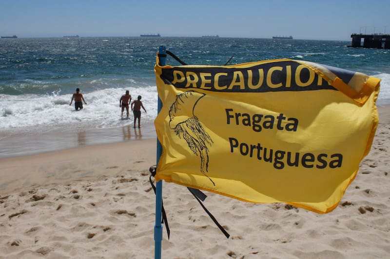 El Ministerio de Salud entregó una serie de recomendaciones ante la presencia de esta especie.
Créditos: Aton.