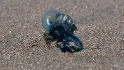 Fragata portuguesa: Seremi de Salud de Valparaíso levantó prohibición de baño