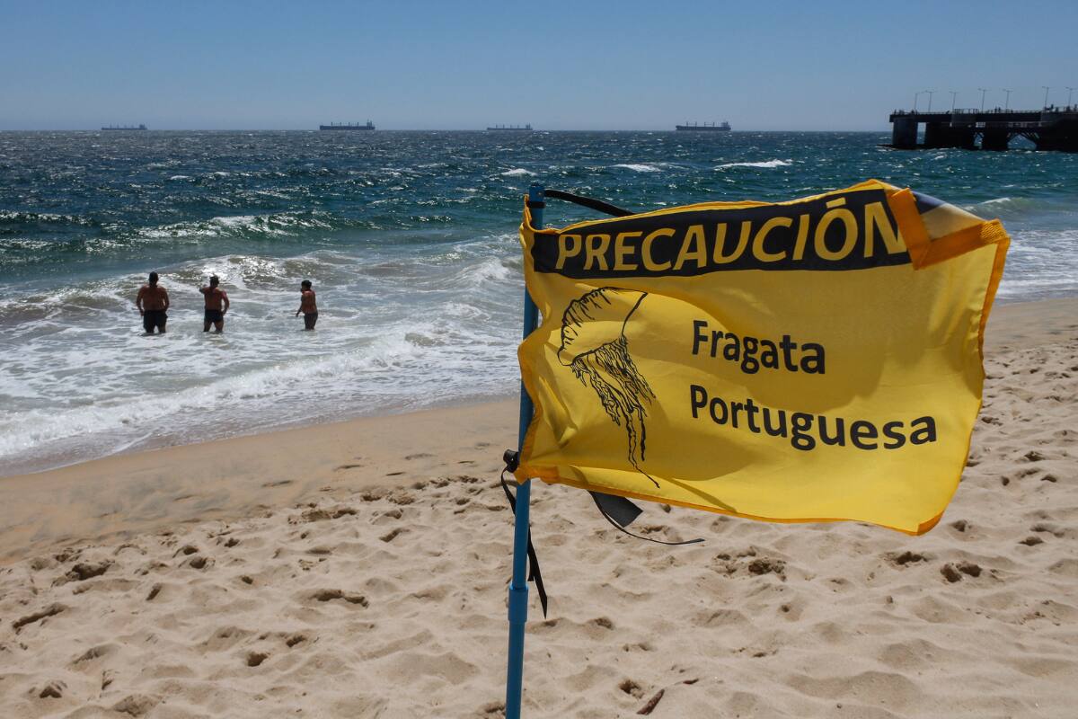 Durante el fin de semana pasado, las autoridades prohibieron el baño en tres comunas del Litoral Central por la presencia masiva de este organismo marino y los riesgos a la salud asociados de su picadura. Créditos: Cristobal Basaure/Aton Chile.