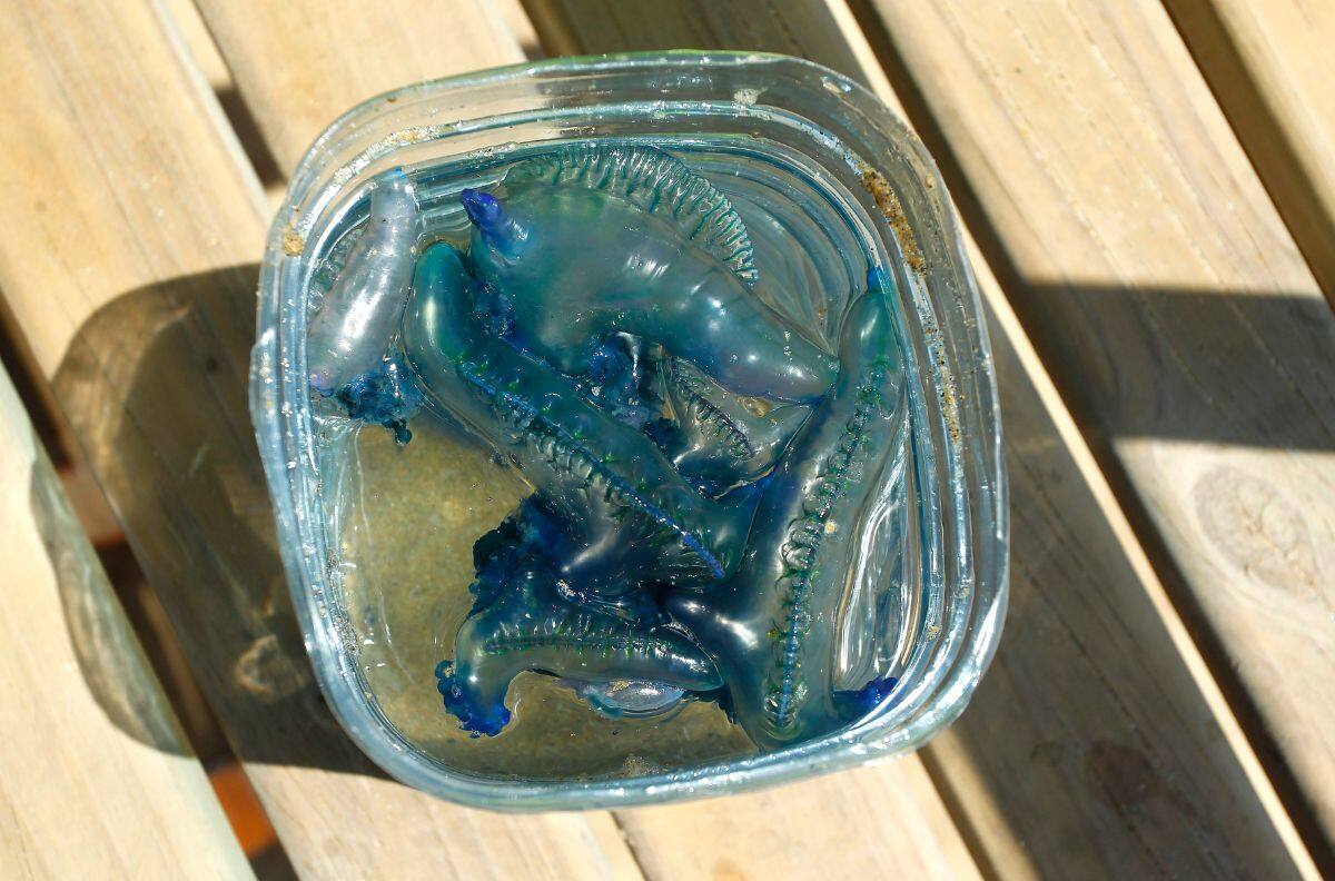 Fragata portuguesa: Conoce qué playas tienen prohibición de baño por su aparición