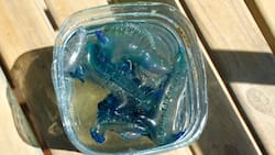 Fragata portuguesa: Conoce qué playas tienen prohibición de baño por su aparición