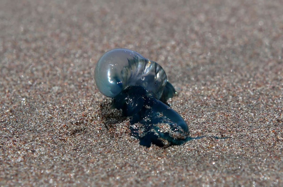 Estas son las 6 playas del litoral central que están con prohibición de baño por fragata portuguesa
