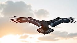 VIDEO | En los ojos de un cóndor: la bella presentación del nuevo balón del fútbol chileno