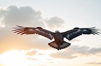 VIDEO | En los ojos de un cóndor: la bella presentación del nuevo balón del fútbol chileno
