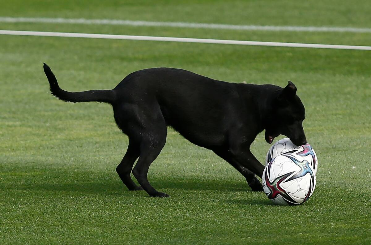 El goleador del fútbol chileno que quiere dedicarse a la medicina veterinaria: “No me seduce ser DT”