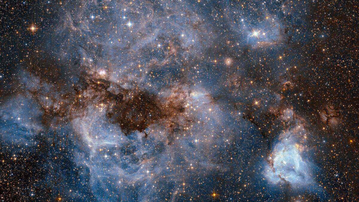 Descubre qué tipo de animales han sido enviados al espacio