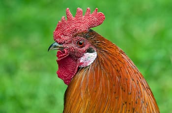 Escándalo por el sacrificio de una gallina en pleno Senado