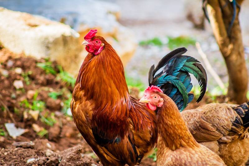 Gallina que ama el agua se hace viral (imagen ilustrativa).