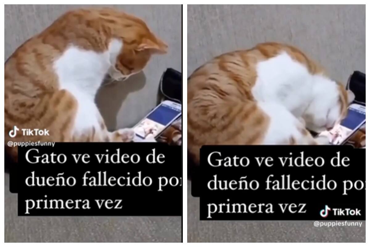 Este gato tiene una conmovedora reacción al ver a su dueño otra vez.