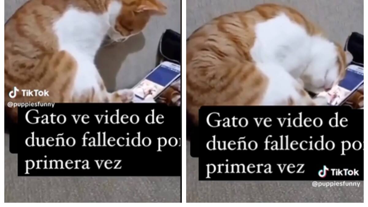 VIDEO | Gato recuerda a su dueño fallecido y su reacción te enternecerá hasta las lágrimas