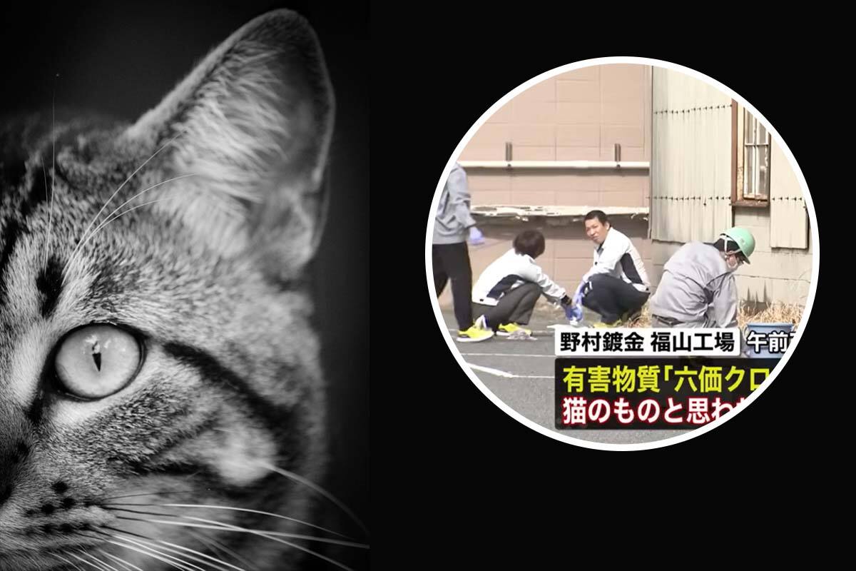 Un gato enciende las alarmas en Japón luego de desaparecer tras caer en un tanque de productos químicos peligrosos.