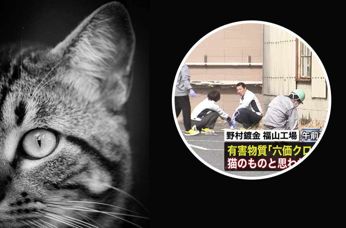 VIDEO | Gato radioactivo enciende las alarmas en Japón: Cayó a un tanque con químicos y ahora está suelto en la ciudad