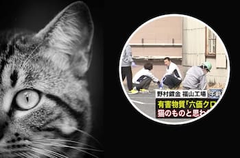 VIDEO | Gato radioactivo enciende las alarmas en Japón: Cayó a un tanque con químicos y ahora está suelto en la ciudad