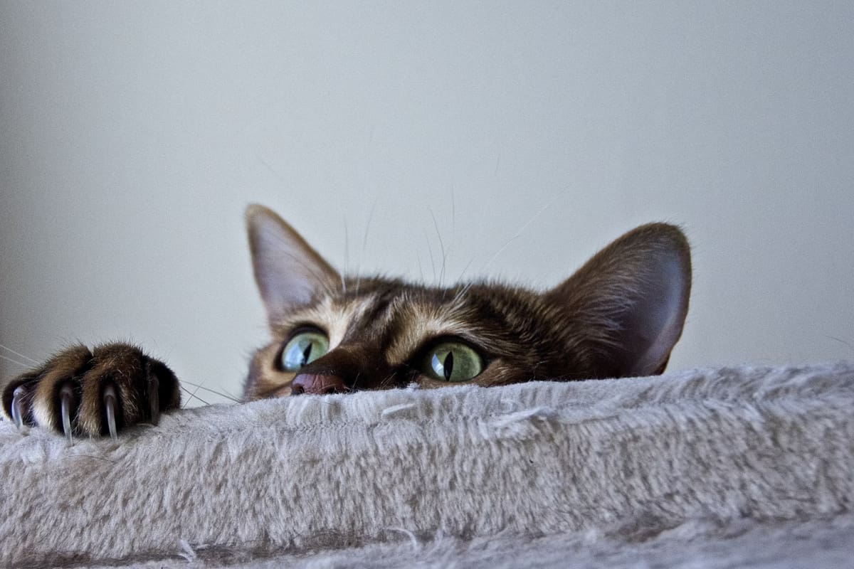 Conoce por qué tu gato tira las cosas al suelo.