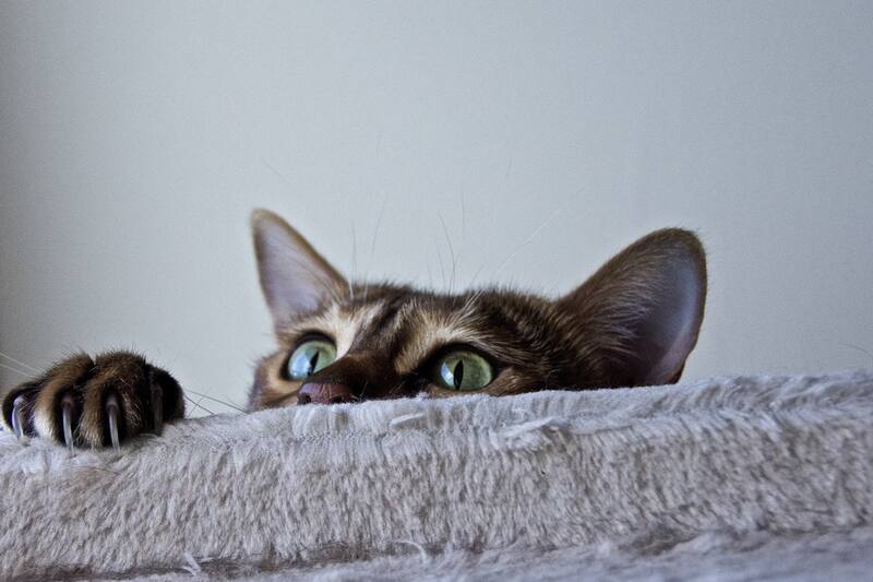 Conoce por qué tu gato tira las cosas al suelo.