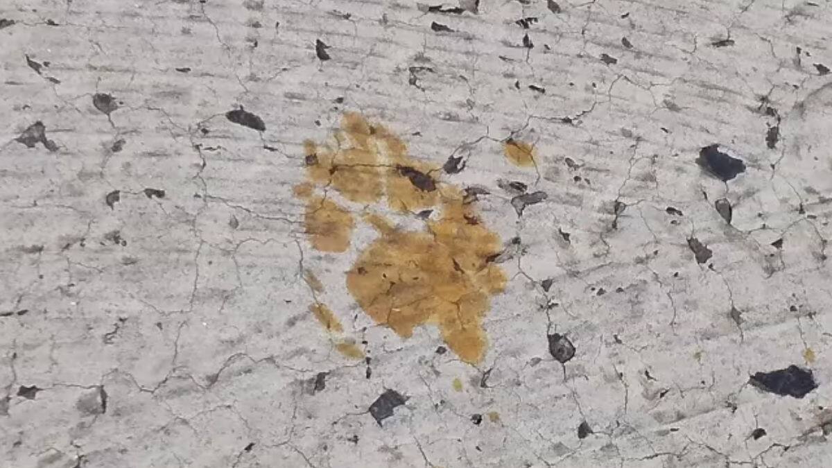 VIDEO | Ciudad de Japón en alerta: Un gato cayó en un contenedor con productos peligrosamente tóxicos y huyó