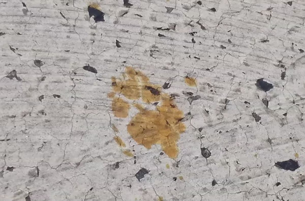 VIDEO | Ciudad de Japón en alerta: Un gato cayó en un contenedor con productos peligrosamente tóxicos y huyó