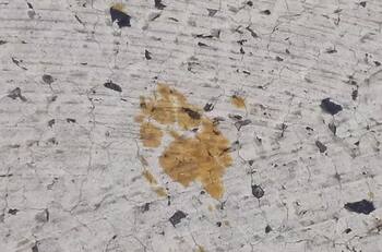 VIDEO | Ciudad de Japón en alerta: Un gato cayó en un contenedor con productos peligrosamente tóxicos y huyó