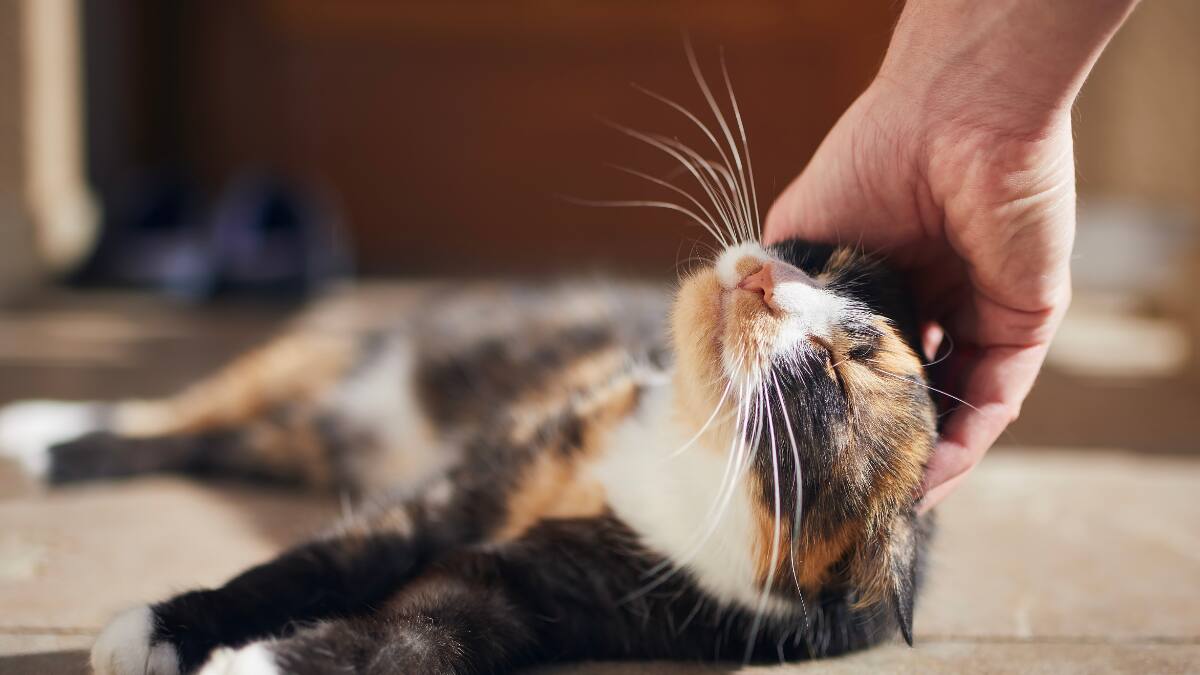 Estos son los beneficios emocionales y físicos de tener un gato