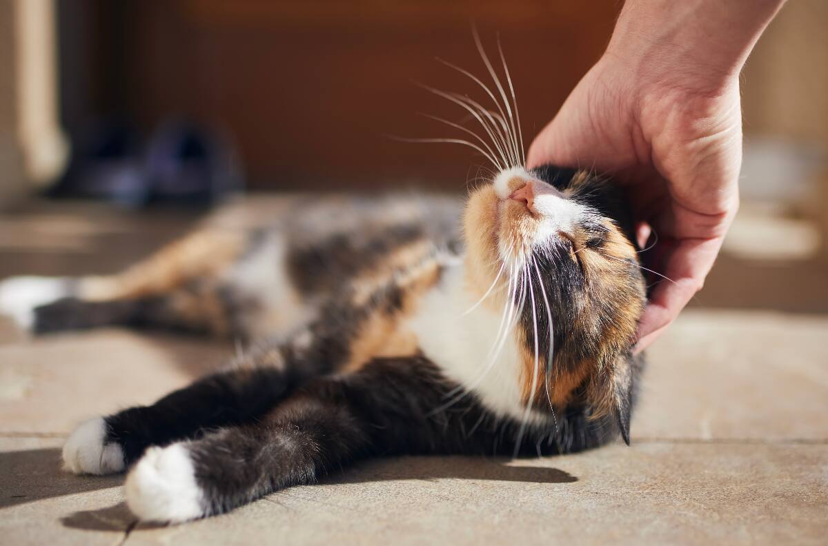 Estos son los beneficios emocionales y físicos de tener un gato