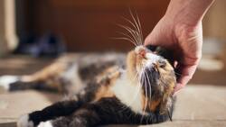 Estos son los beneficios emocionales y físicos de tener un gato