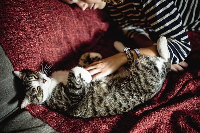 Estos son los beneficios para la salud que podría entregarte tu mascota.