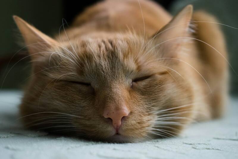 Si aún no sabes cómo llamar a tu felino, presta atención a estos consejos.