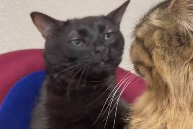 Géminis es un signo regido por Mercurio, astro de la comunicación y la expresión, por lo que sin duda alguna es uno de los signos más conversadores de la Astrología.