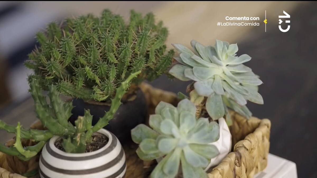Gianella Marengo mostró las plantas que tiene en su casa.