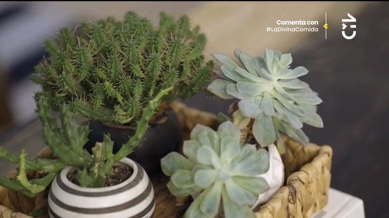 Gianella Marengo mostró las plantas que tiene en su casa.