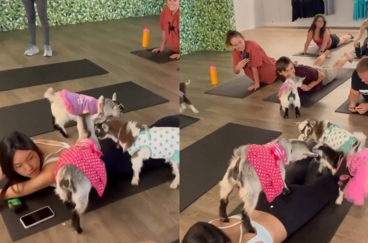 VIDEO | ¿Conoces el Goga? Es Yoga con cabras bebés