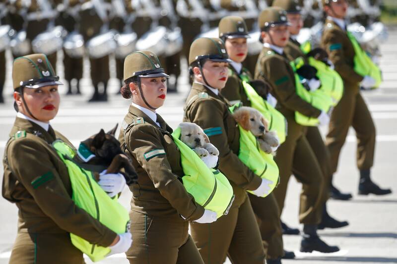 Santiago 19 de septiembre 2024.
Cachorros de la brigada canina de Carabineros durante la Gran Parada Militar 2024 en la elipse del parque Ohiggins.